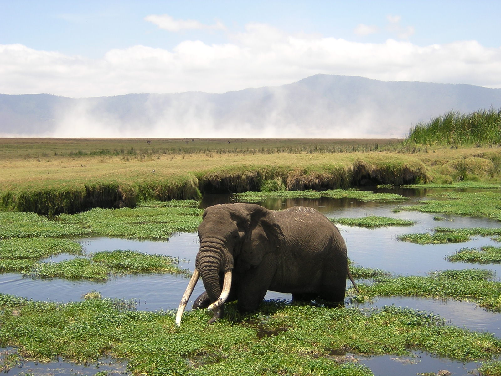 elephant-dans-cratere-safari-tanzanie