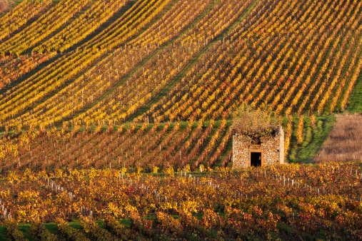 Vignoble du Beaujolais