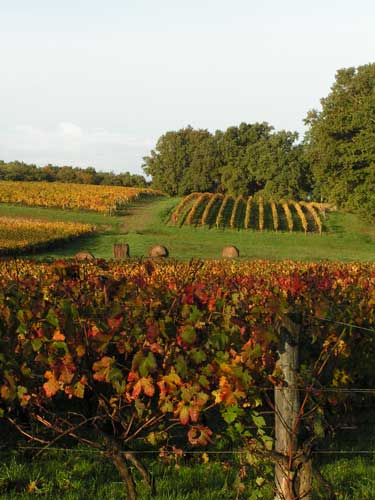 Vue sur les vignes depuis la salle "Les Grands Chais Malfard"