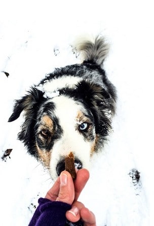 vacances-chien-croquette