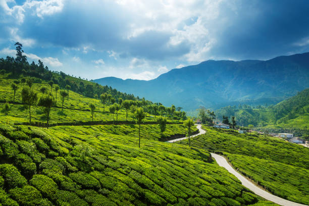 Vue sur des plantations de thé dans les vallées du Kerala