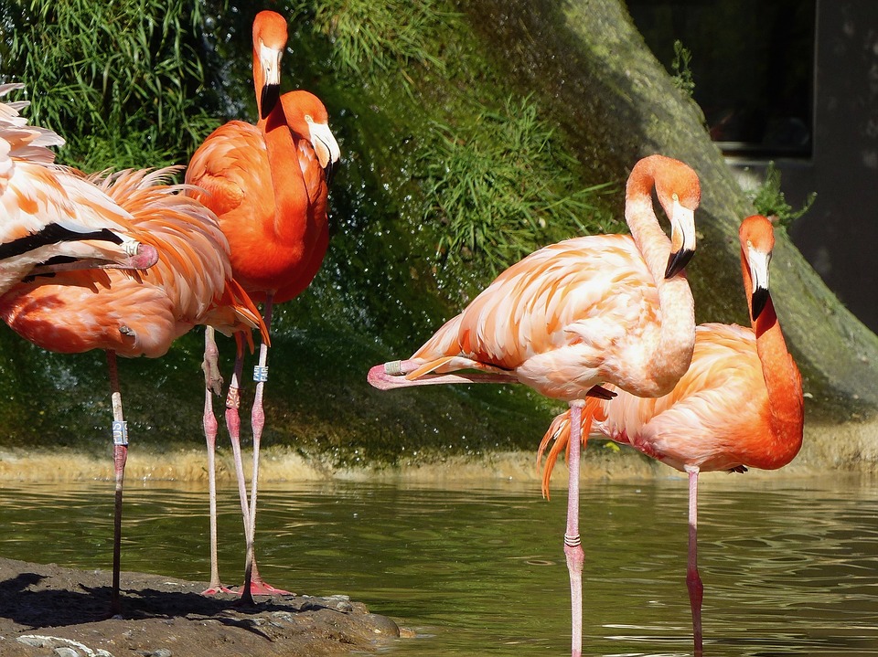 Flamants rose du zoo de la Palmyre en Charente-Maritime