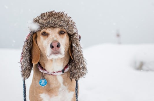 protection-chien-neige