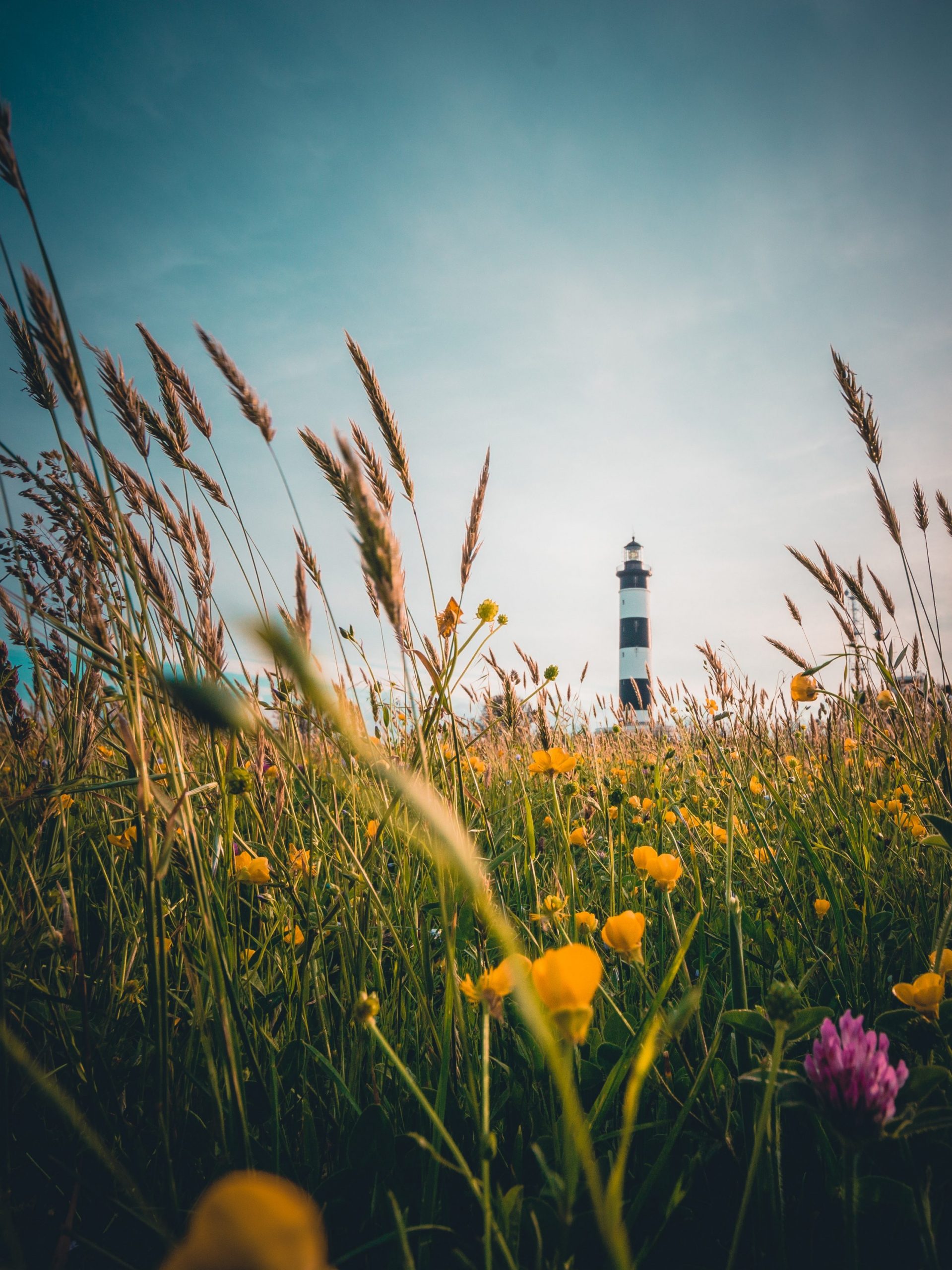 Vue au loin du phare noir et blanc de Chassiron sur l'île d'Oléron, avec des fleurs des champs au premier plan