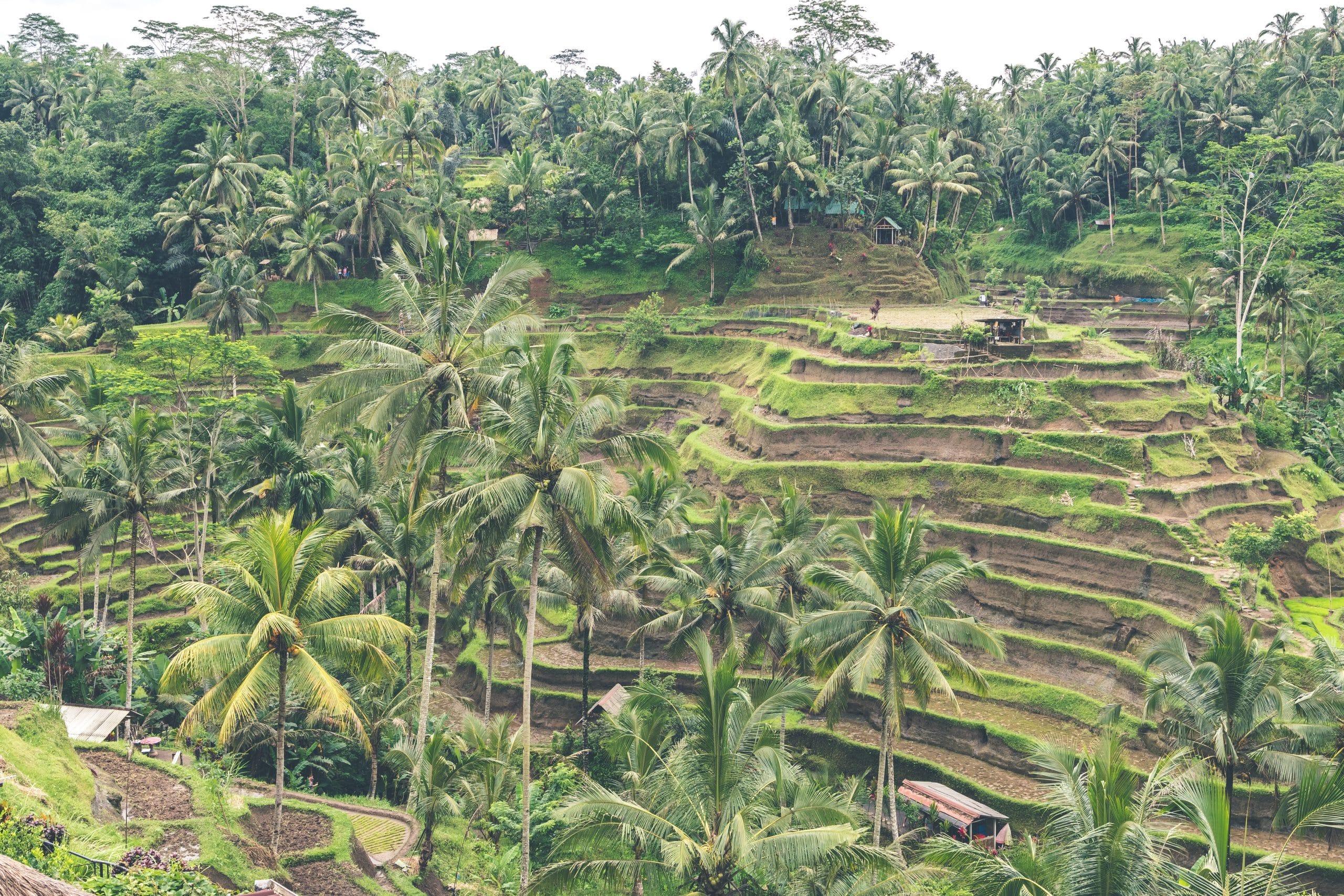 riziere à Bali