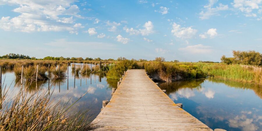 camargue